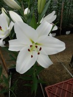 [5137 Buriano VH No02.JPG]